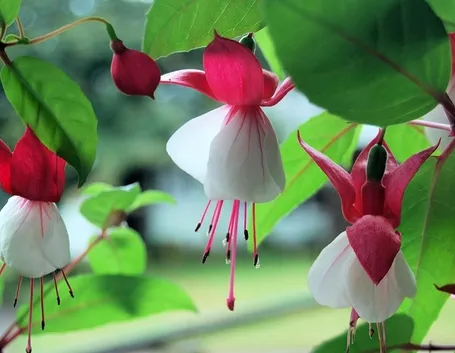 fucsia