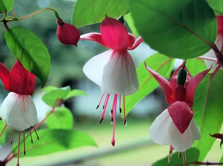 fucsia