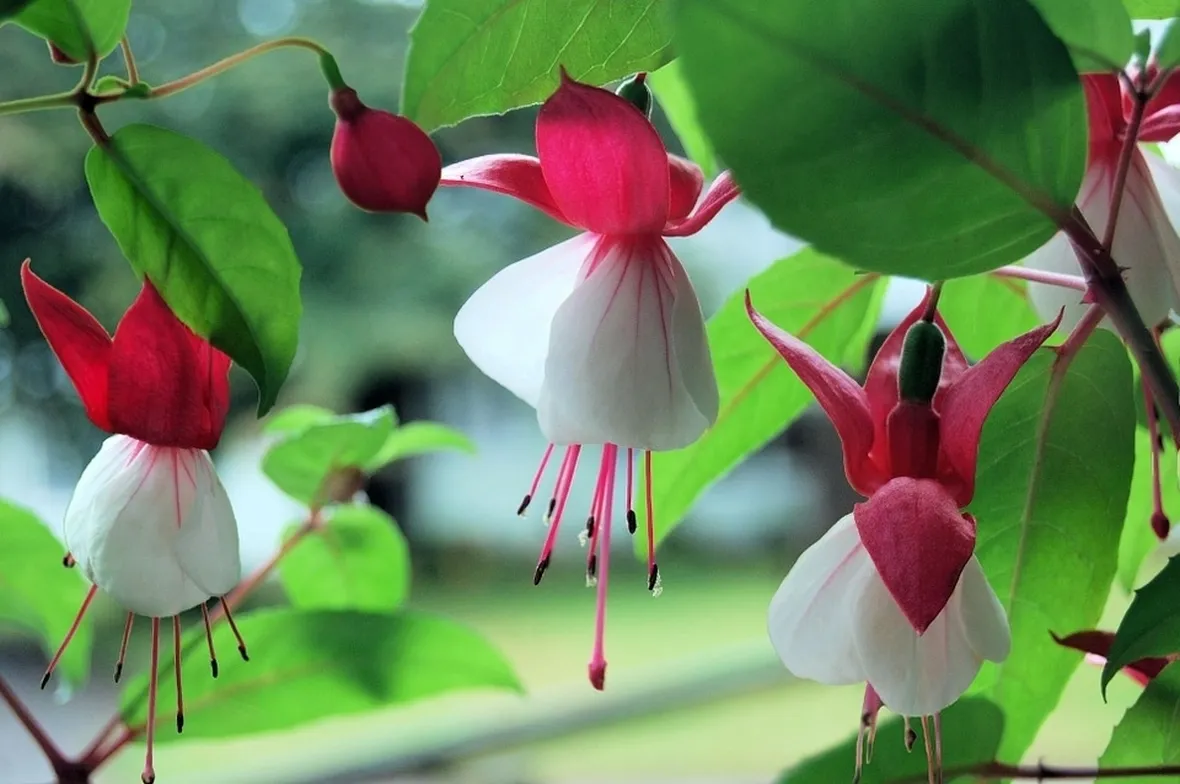 fucsia