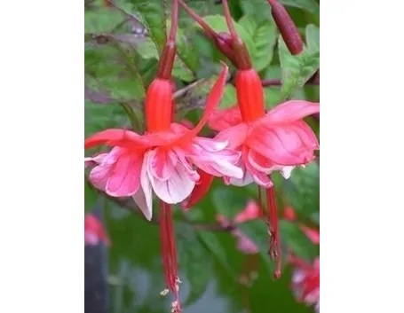 fucsia