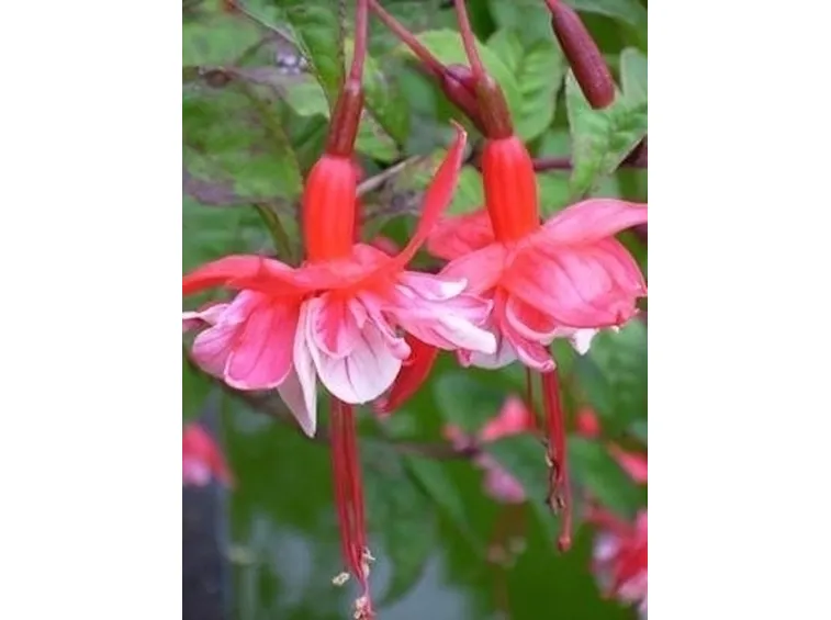 fucsia