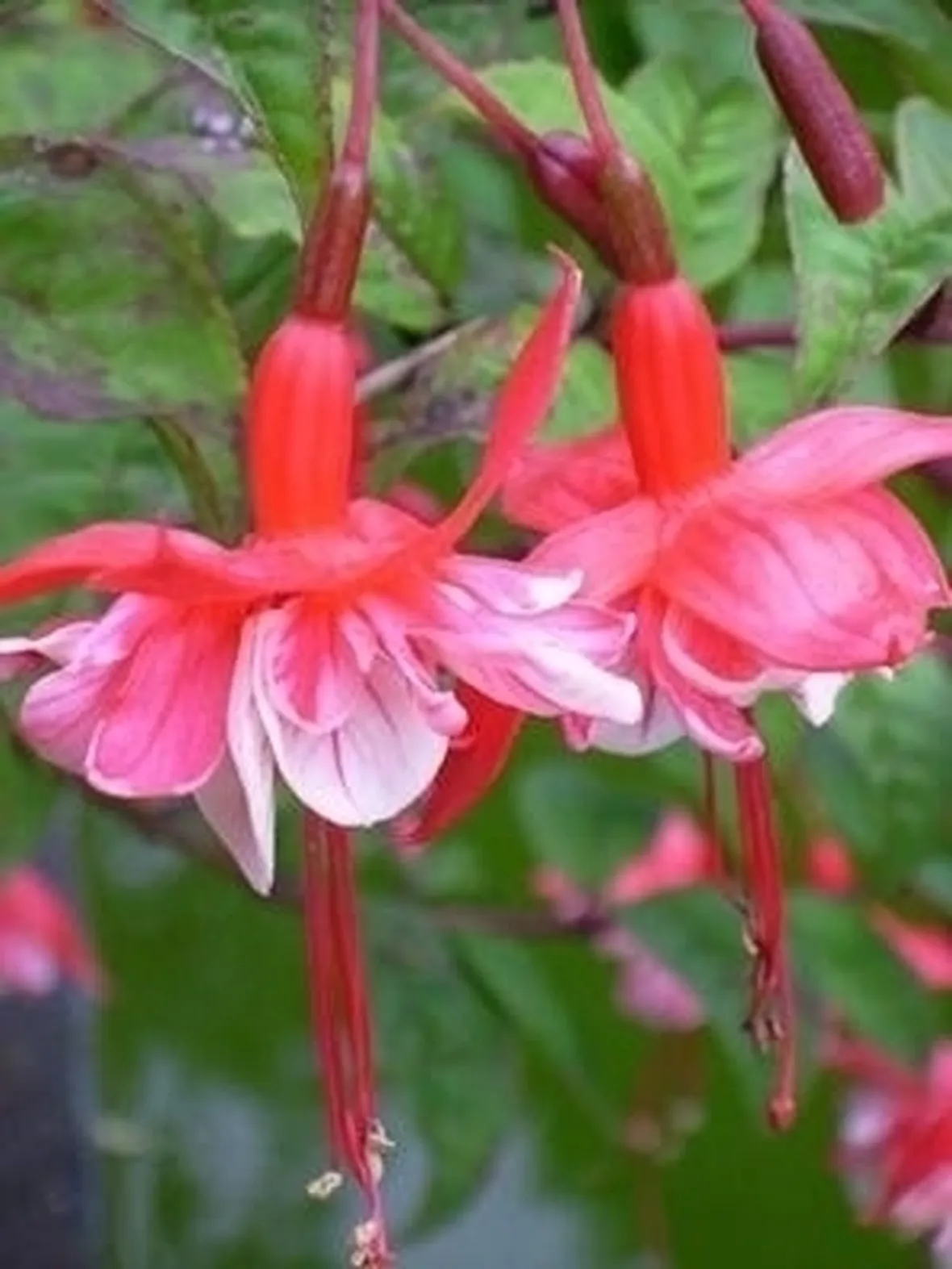 fucsia