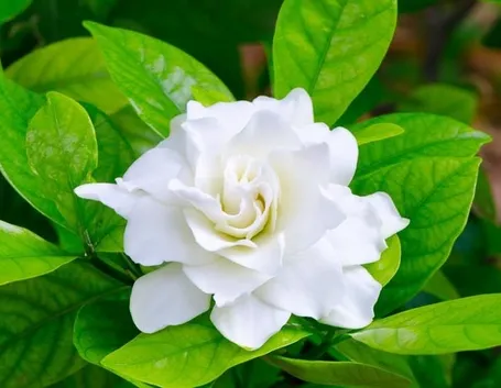 gardenia