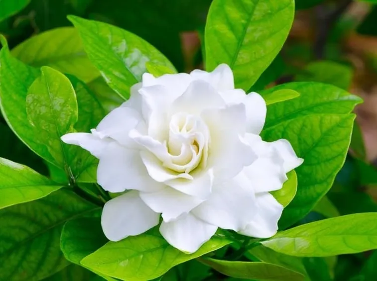 gardenia