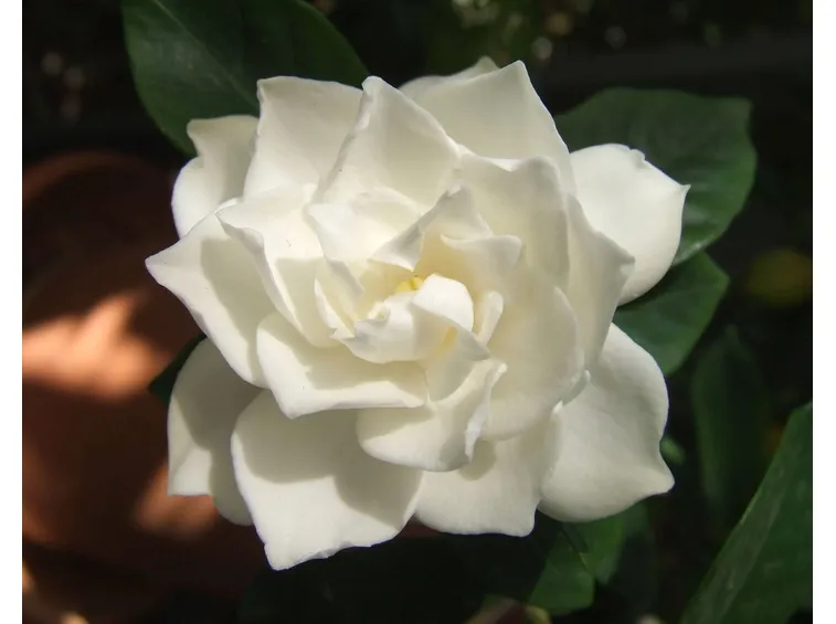 Ecco i motivi del successo della gardenia