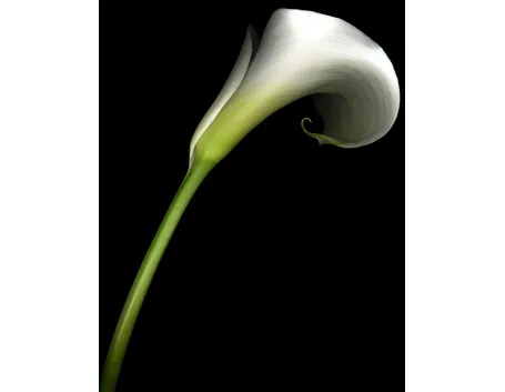 Generalità calla