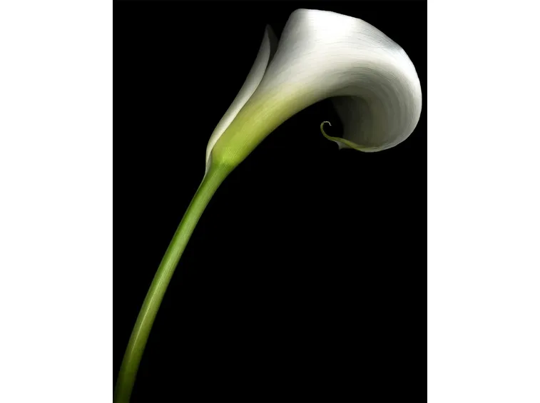 Generalità calla
