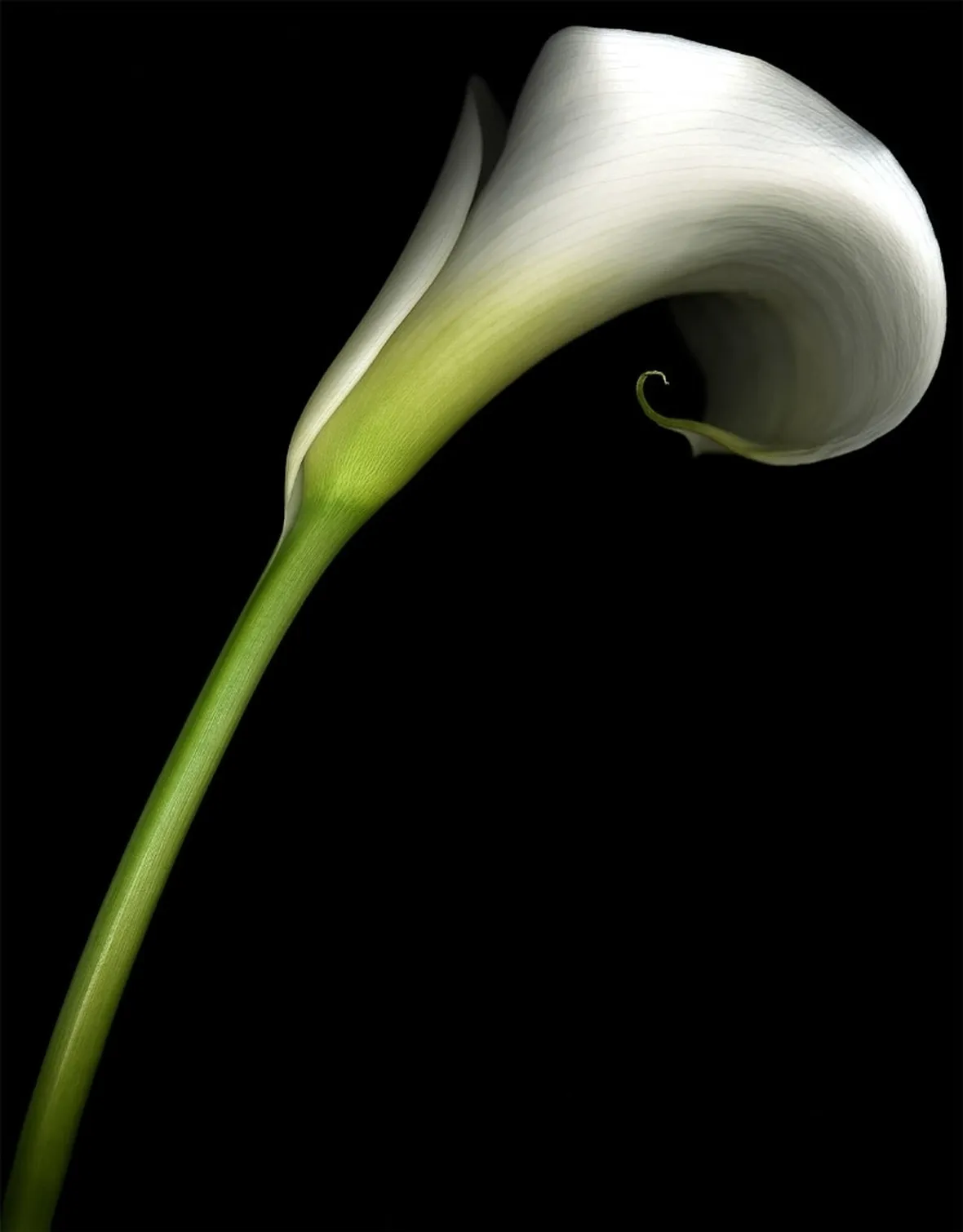 Generalità calla