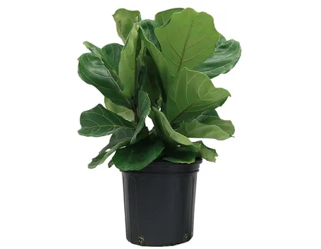 Generalità Ficus