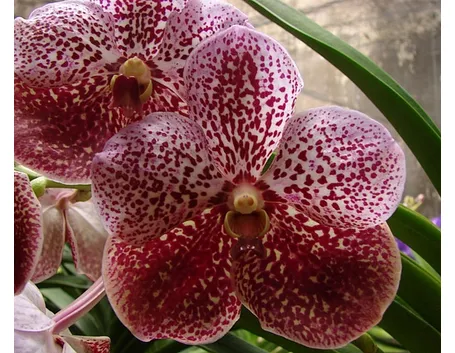 Generalità orchidea vanda