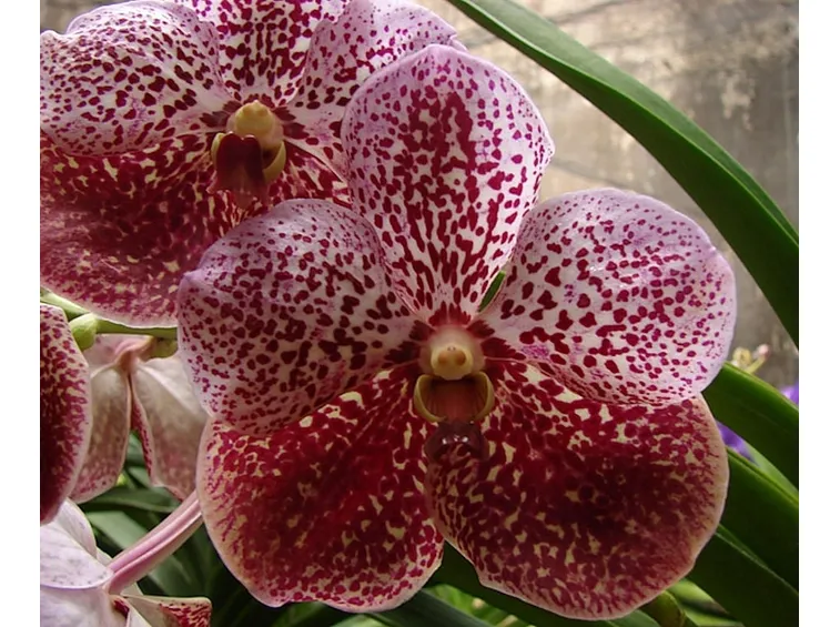 Generalità orchidea vanda