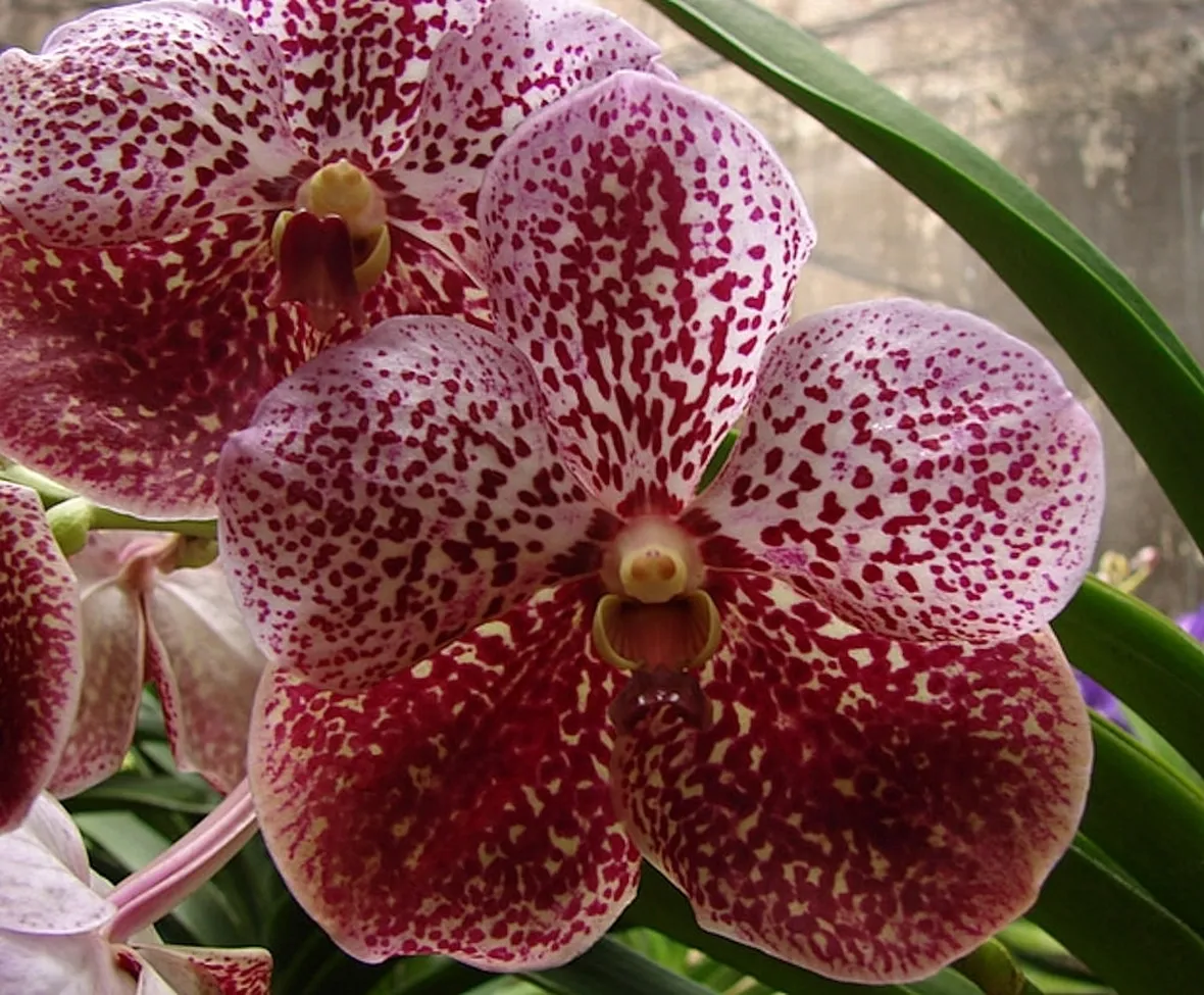 Generalità orchidea vanda