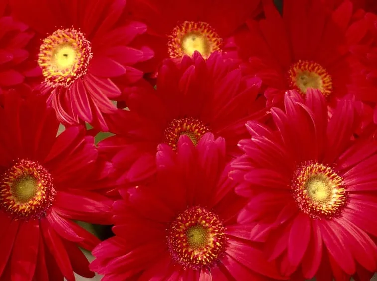 Gerbera rossa