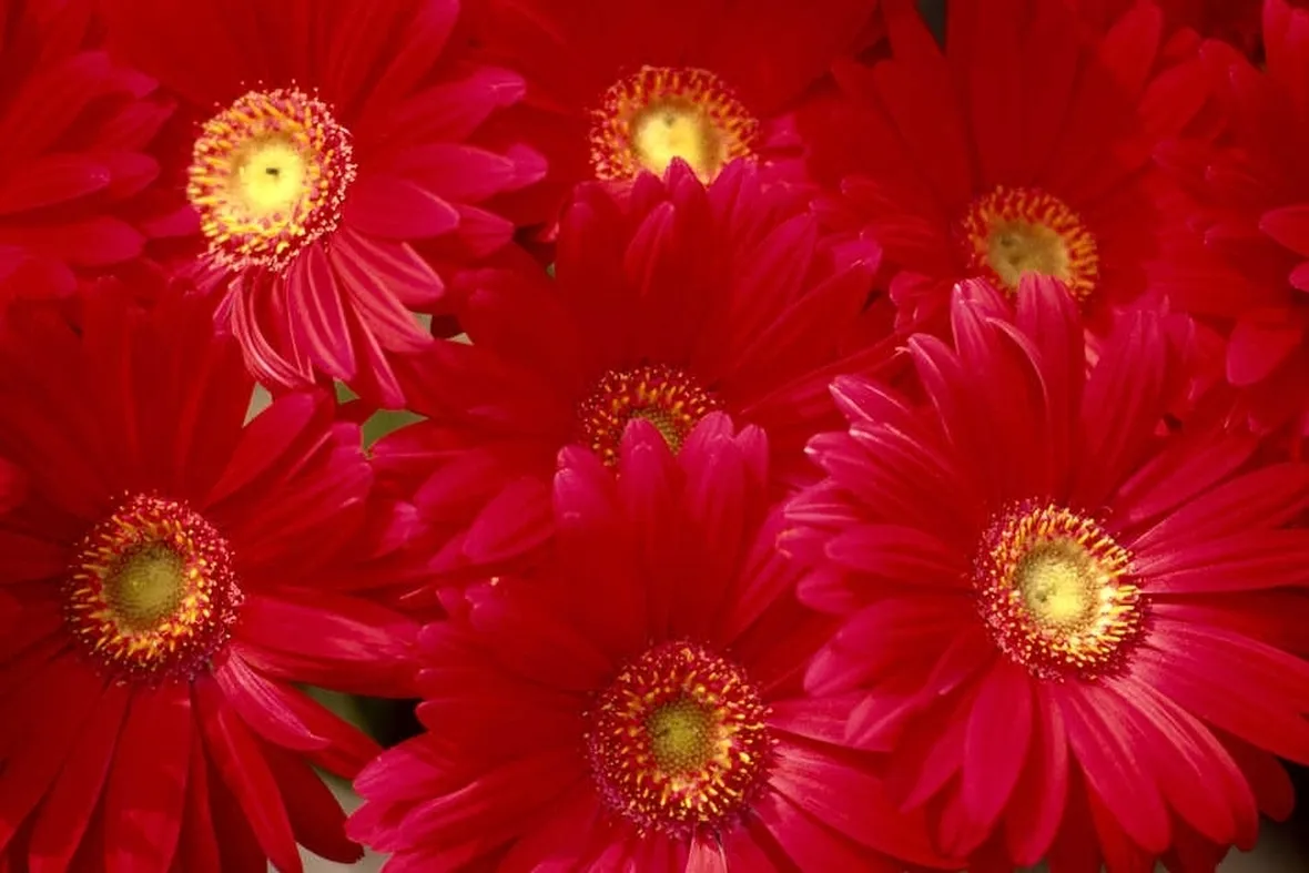 Gerbera rossa