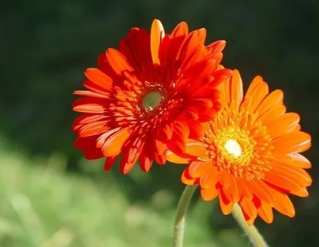 Gerbera
