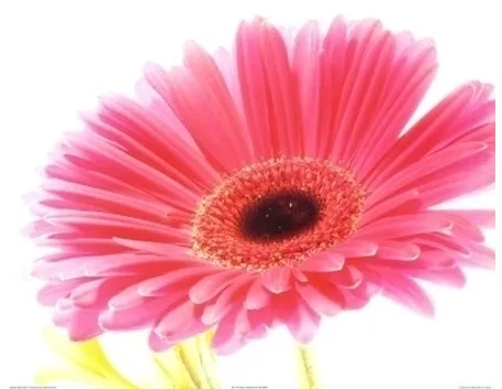gerbera