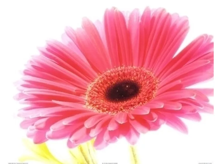 gerbera