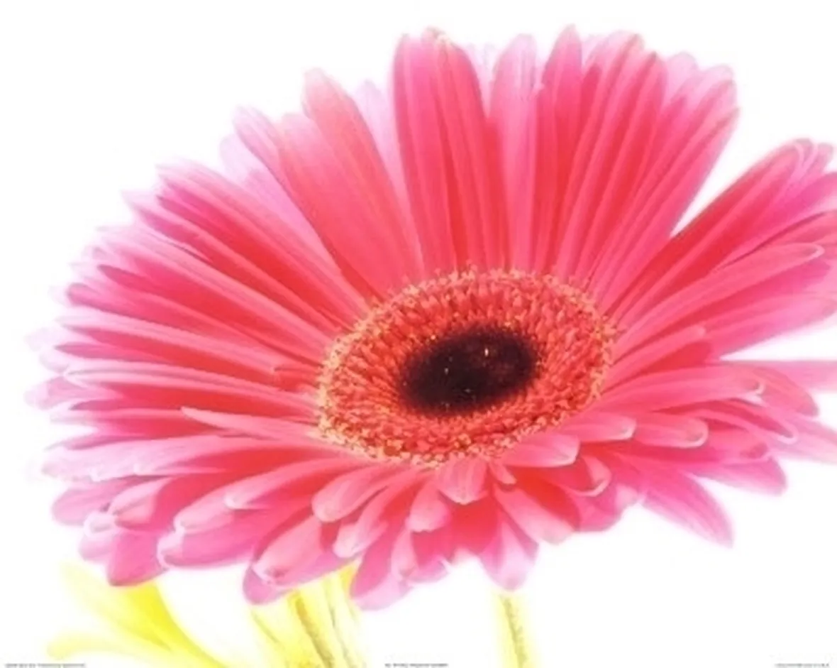 gerbera