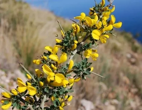 ginestra-6