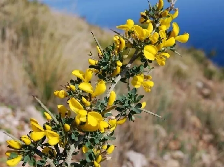 ginestra-6