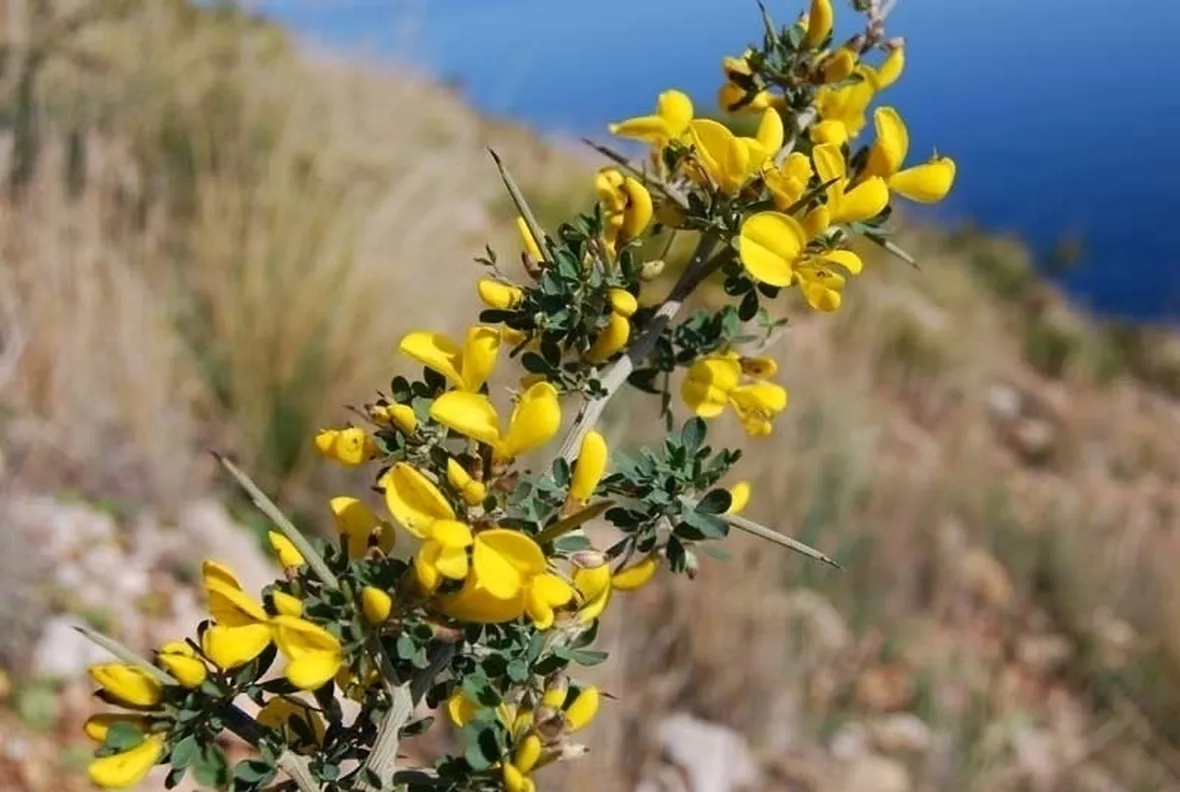 ginestra-6