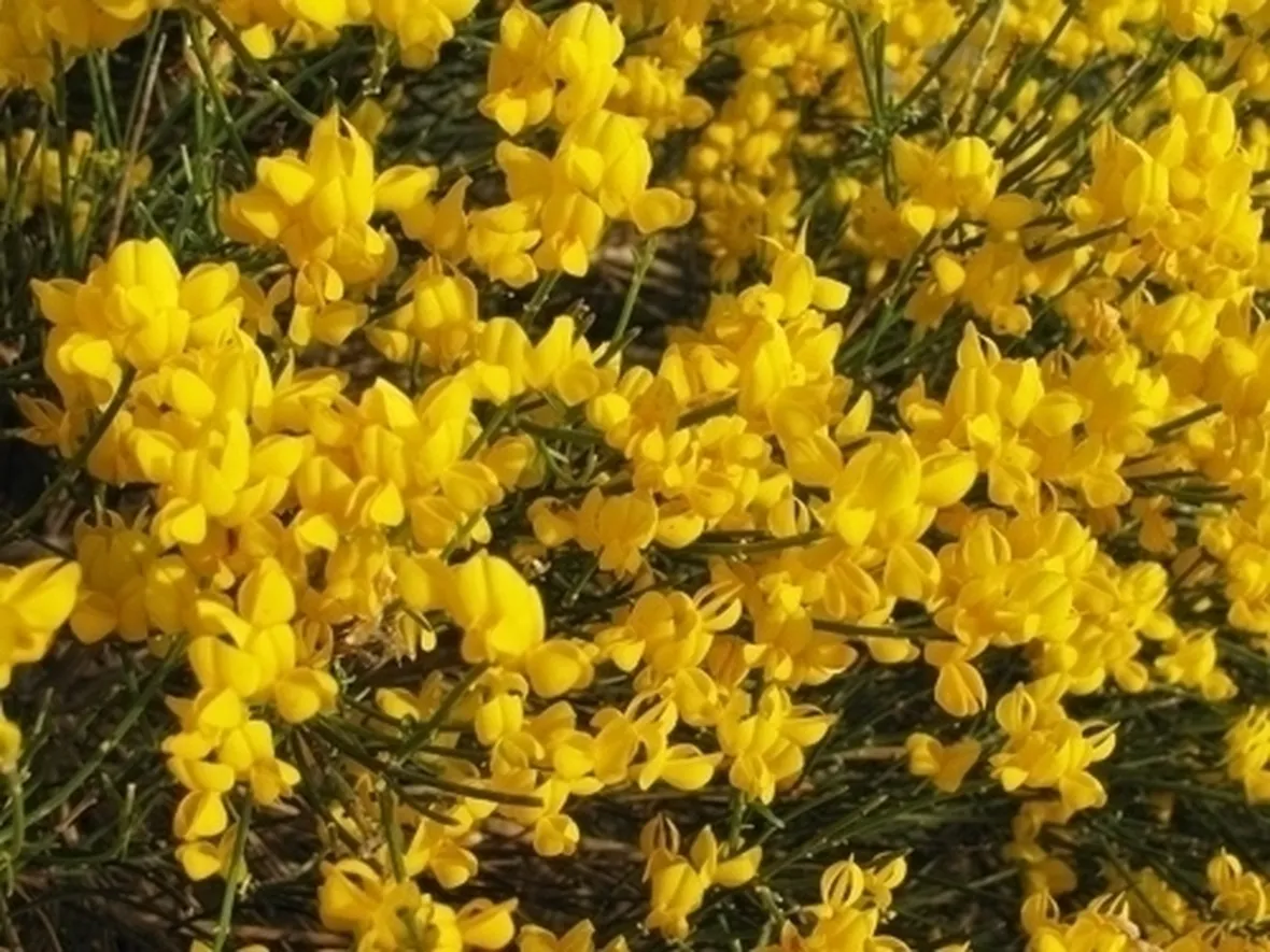 ginestra-7