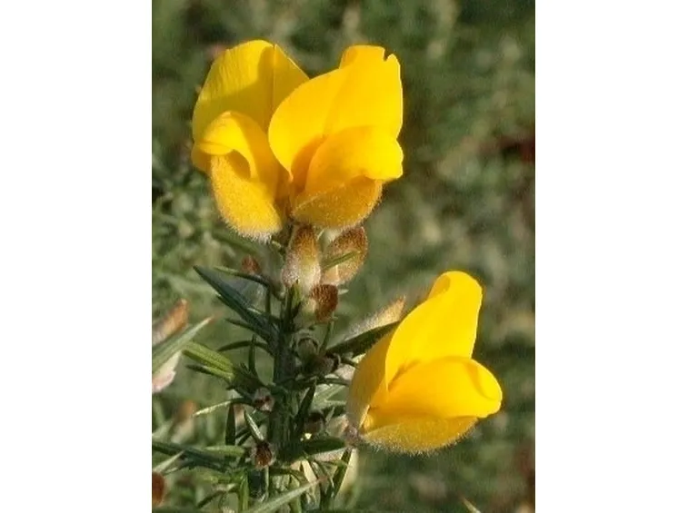ginestra-8