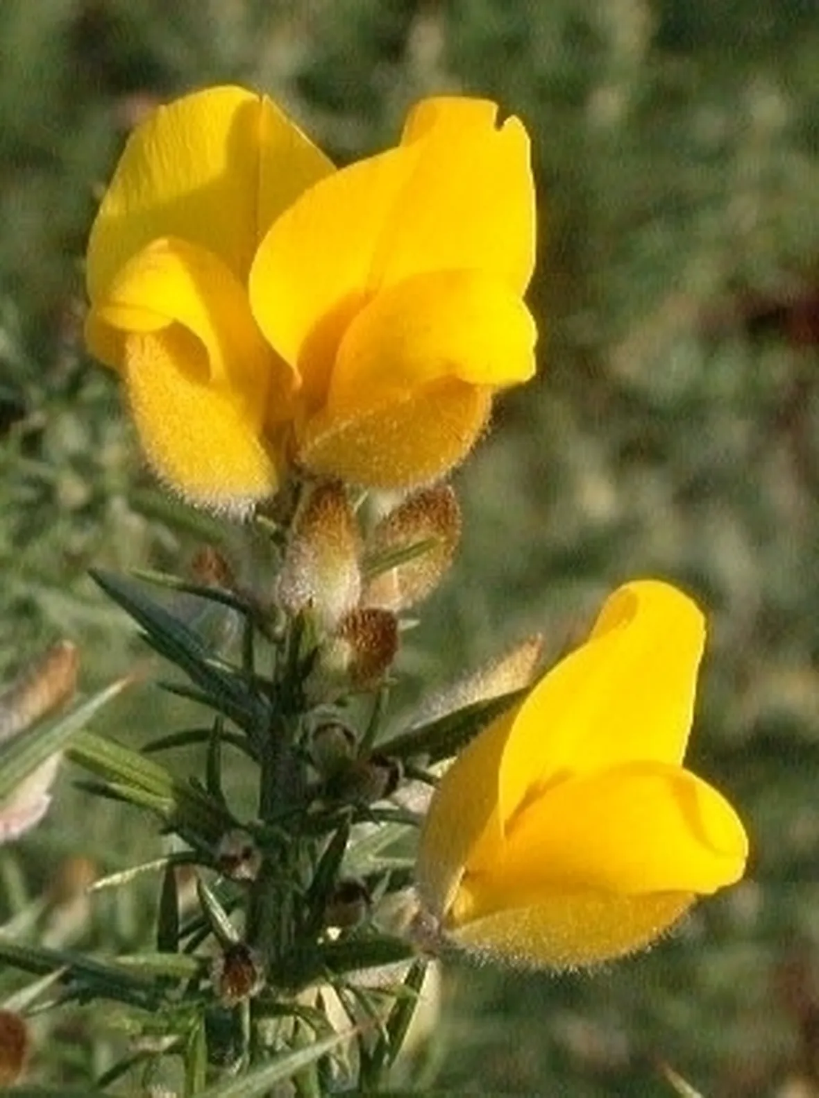 ginestra-8