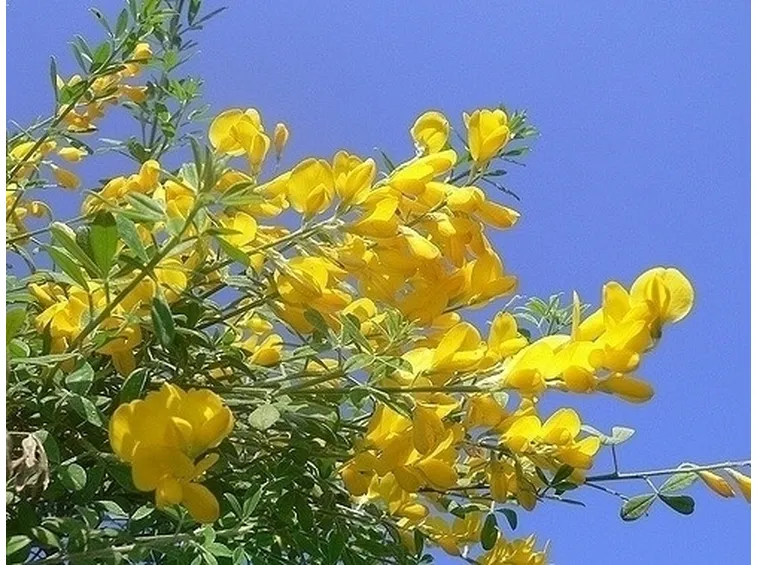 ginestra-9