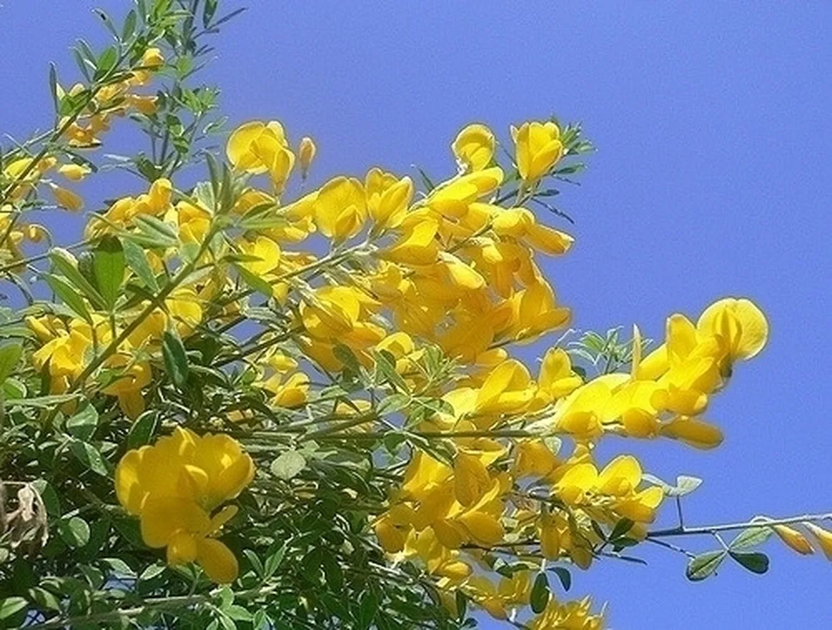 ginestra-9
