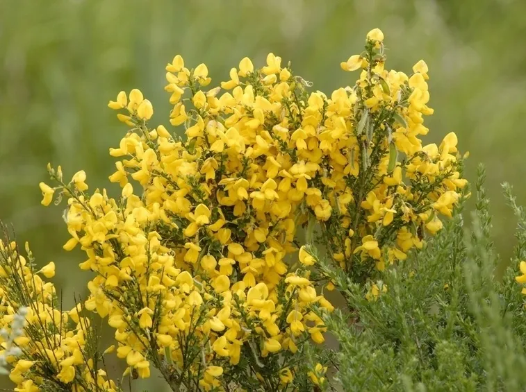 Ginestra
