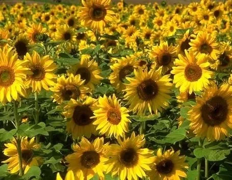 girasole-8
