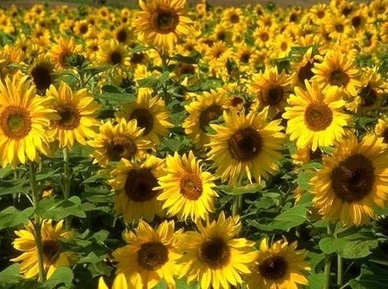 girasole-8