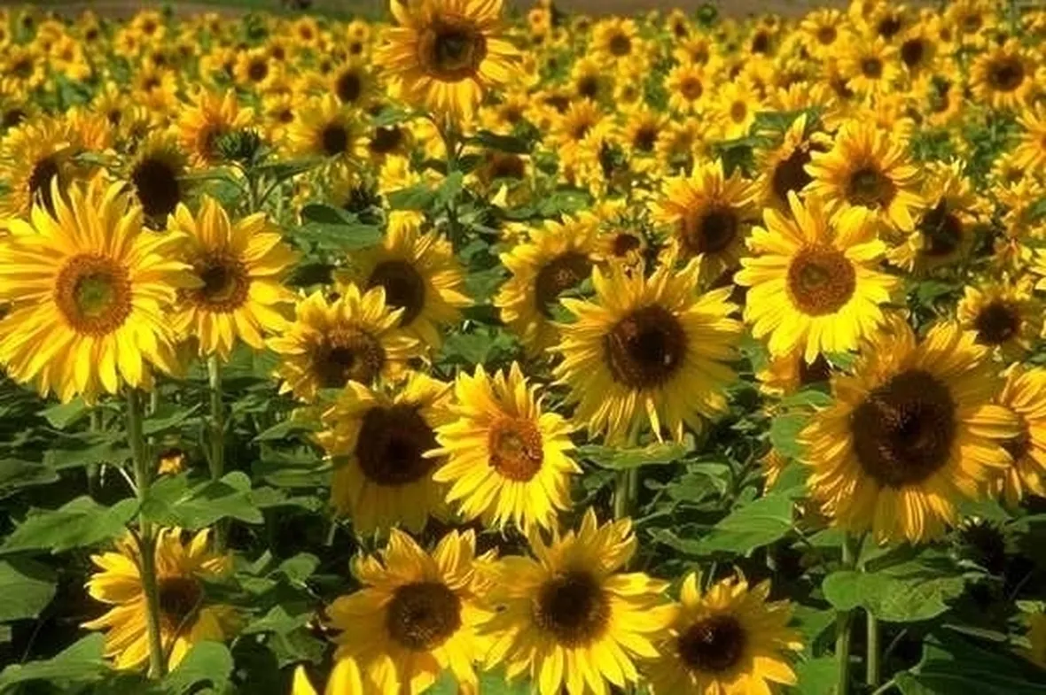 girasole-8