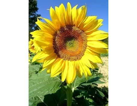 girasole-9
