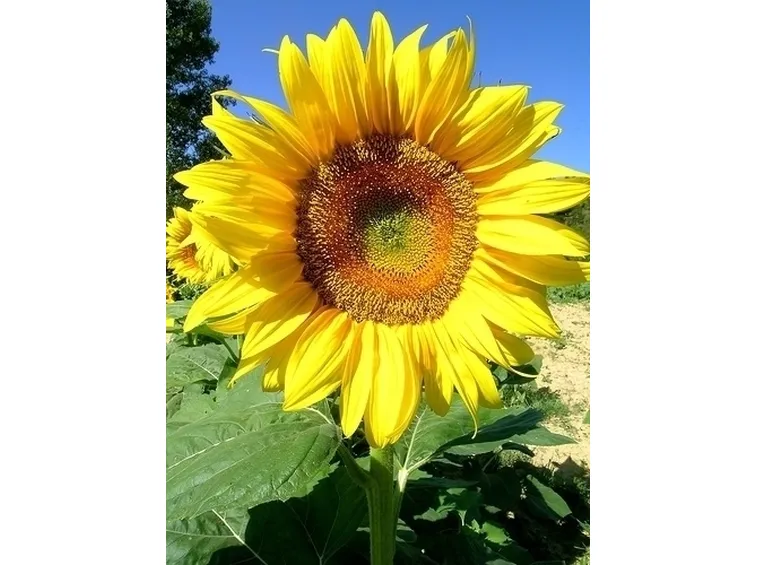 girasole-9