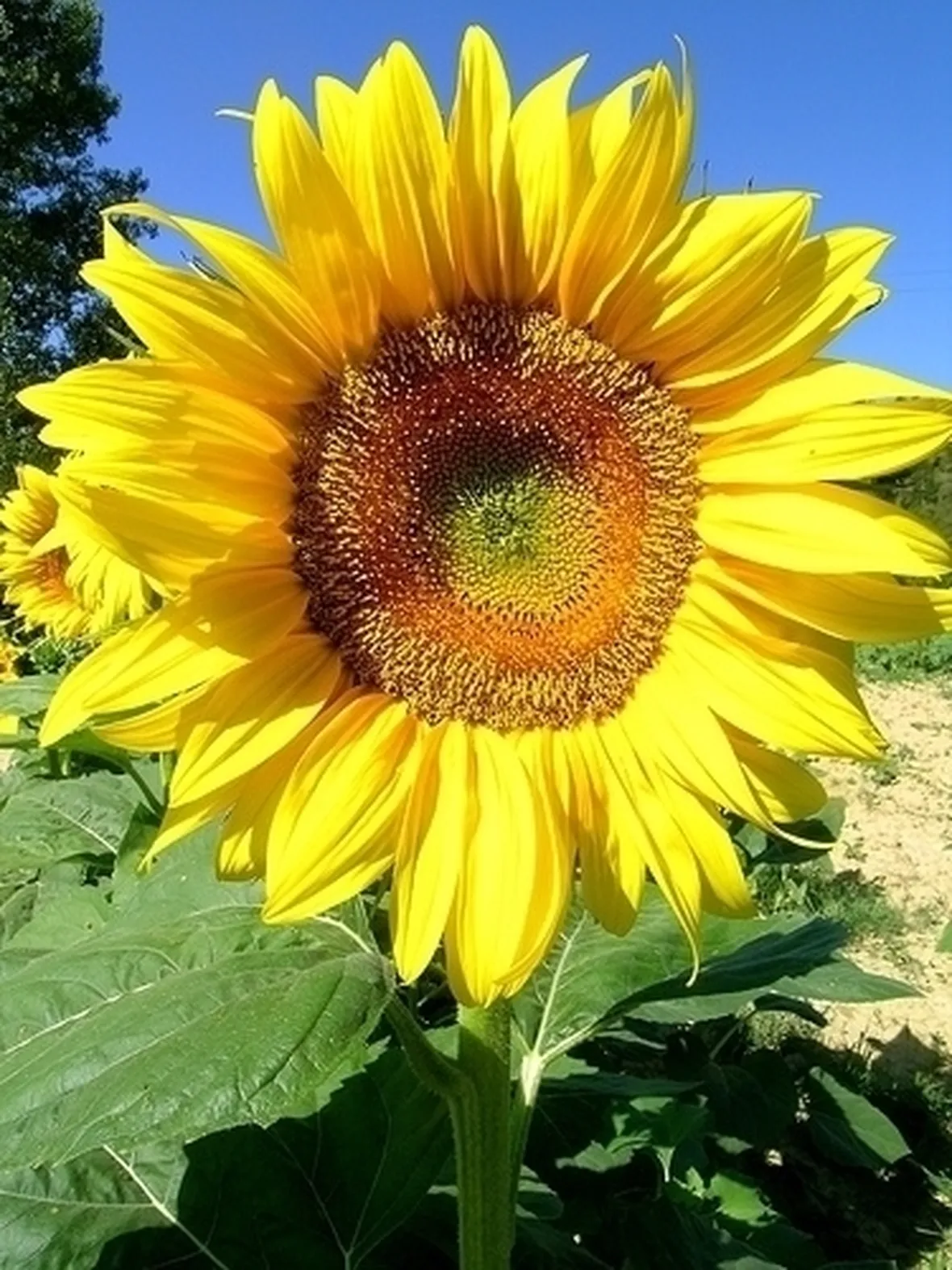 girasole-9
