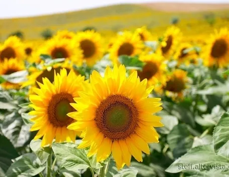 girasole