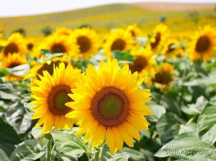 girasole