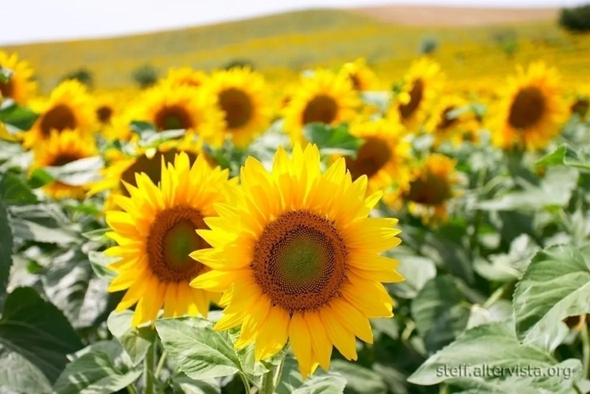girasole