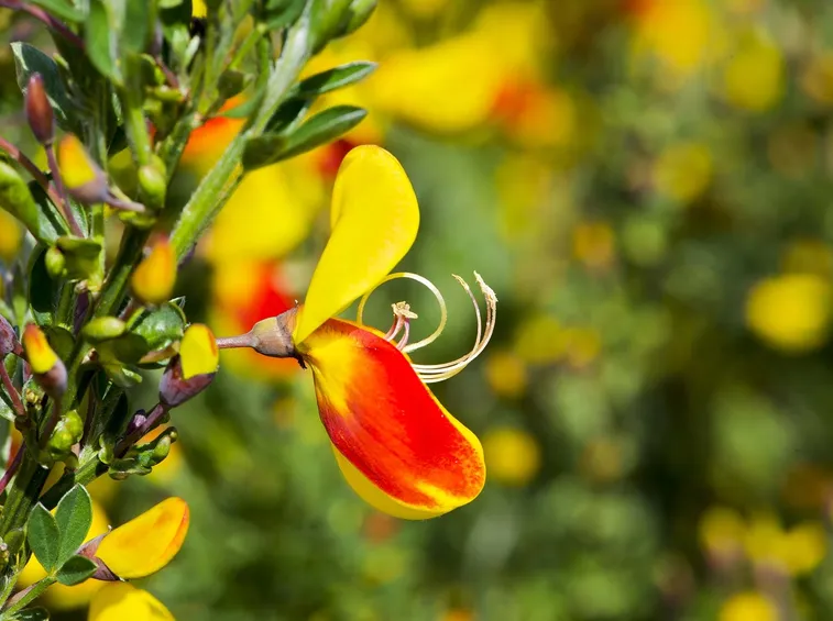 I fiori di ginestra: come sono fatti e dove crescono