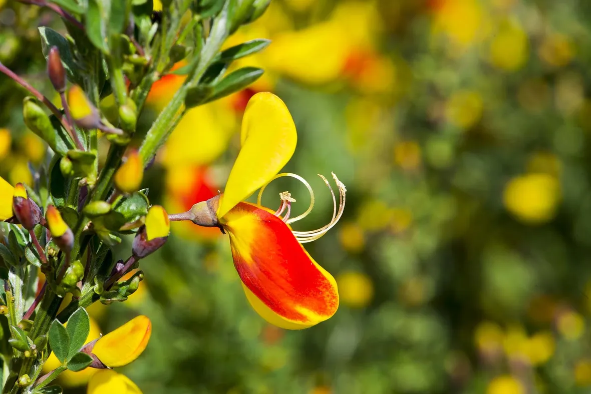 I fiori di ginestra: come sono fatti e dove crescono