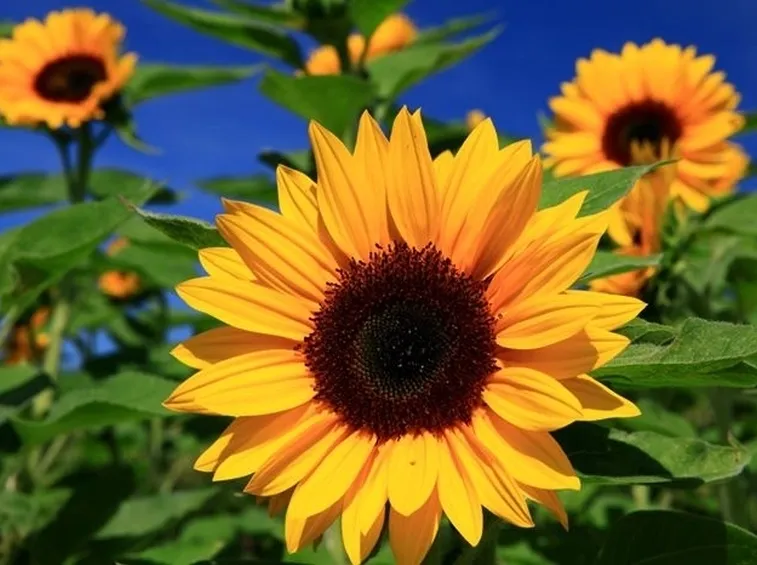 Il fiore del girasole