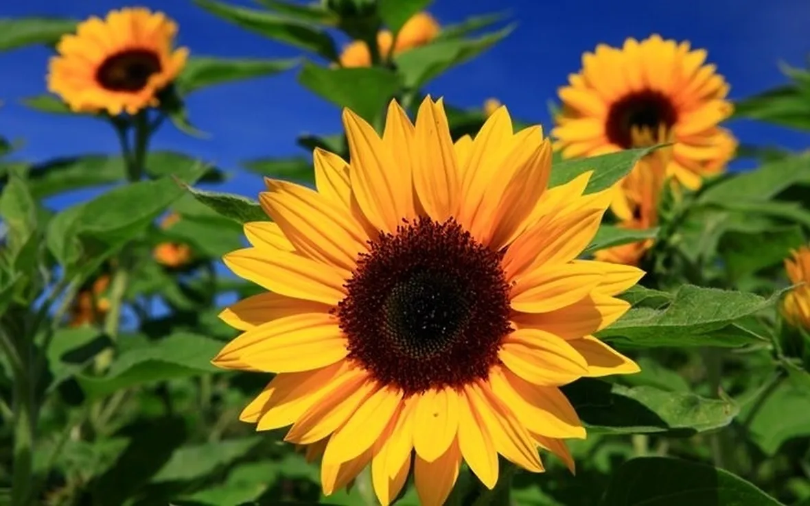 Il fiore del girasole