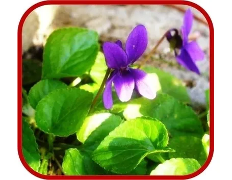 Il fiore Viola odorata