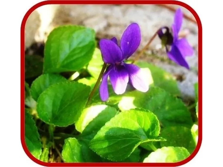 Il fiore Viola odorata