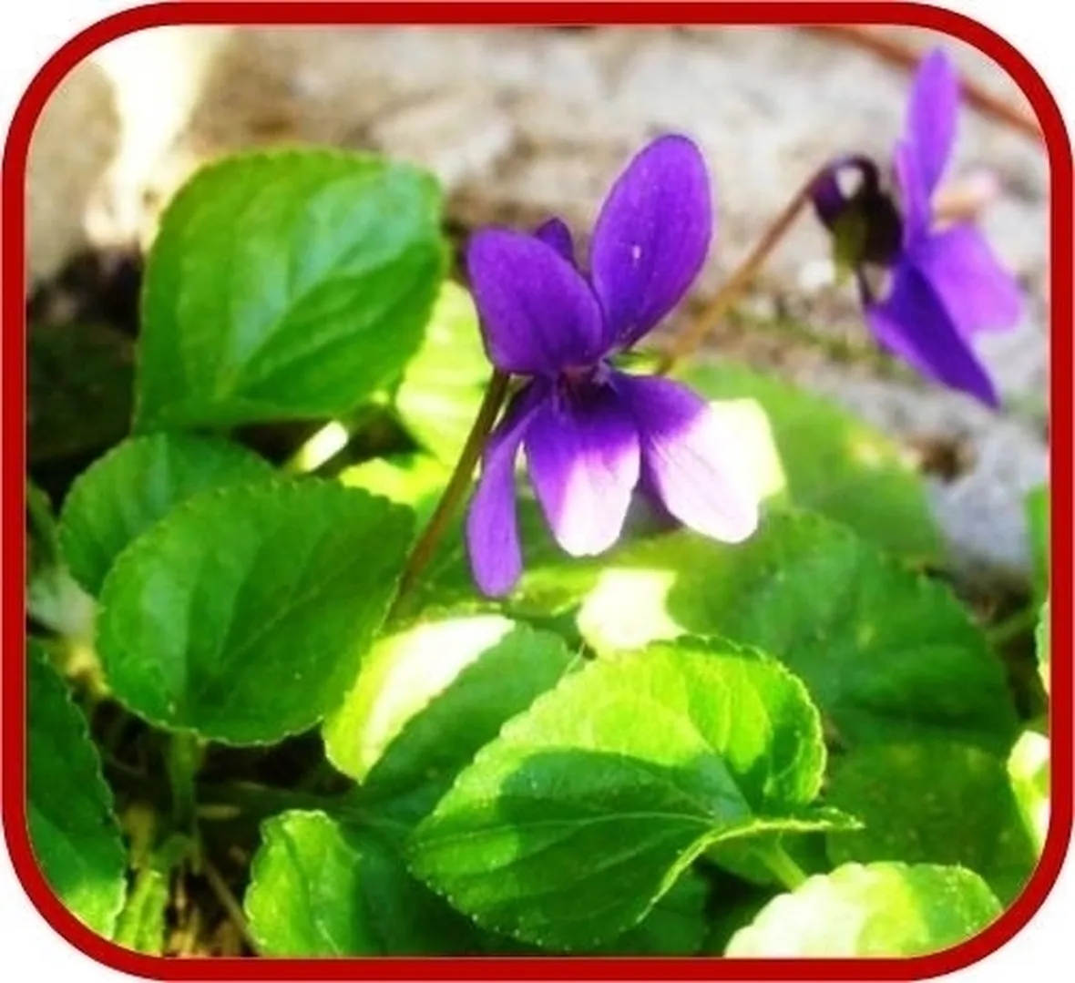 Il fiore Viola odorata