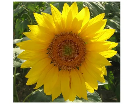 Il girasole come portatore di luce