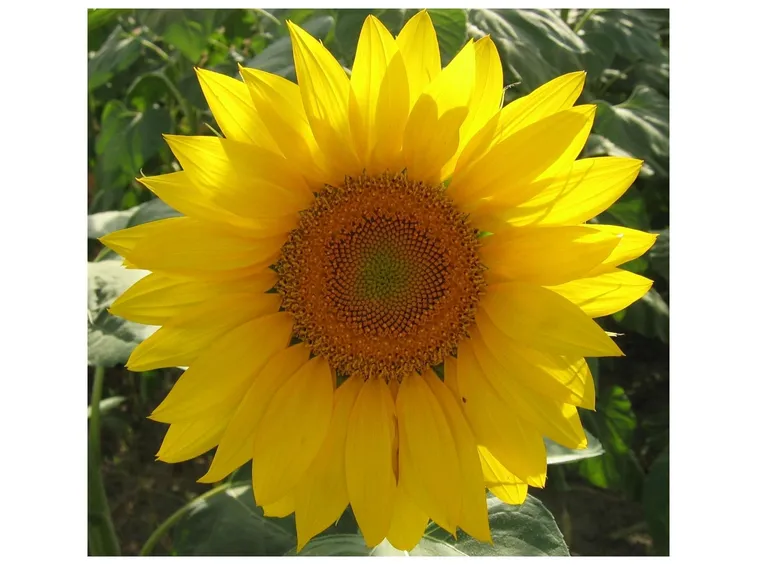 Il girasole come portatore di luce