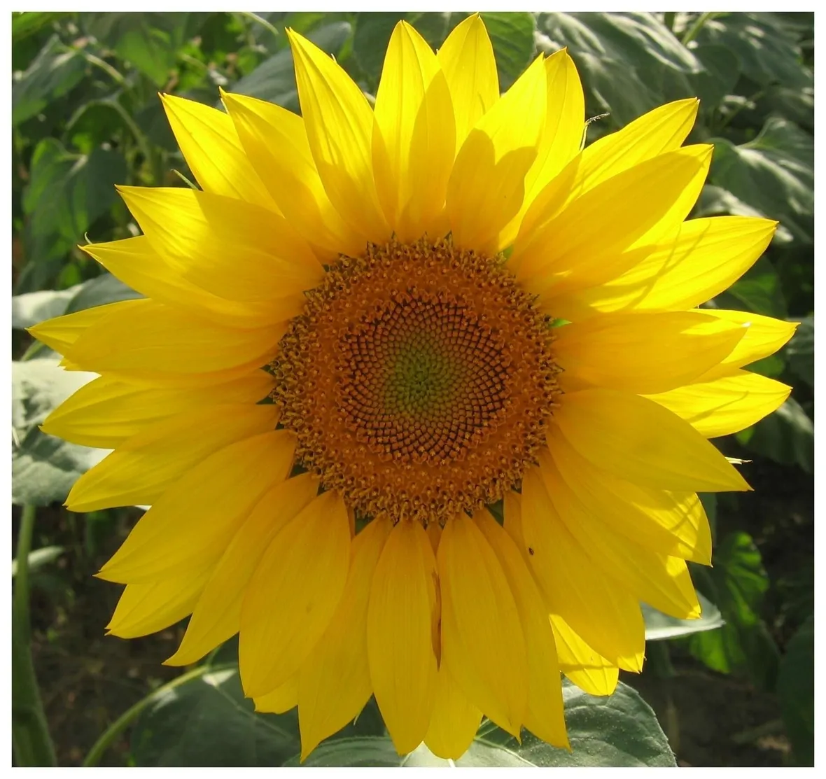 Il girasole come portatore di luce
